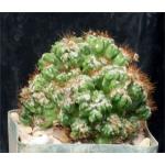 Cereus peruvianus monstrose one-gallon pots