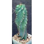 Cereus forbesii (spiraling) 4-inch pots