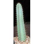 Cereus hankeanus 5-inch pots