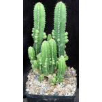 Cereus hildemannianus ssp. uruguayanus one-gallon pots