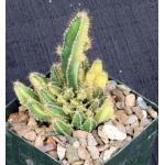 Cereus hildemannianus ssp. uruguayanus (variegate) 4-inch pots