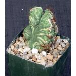 Cereus peruvianus (variegated crests) 4-inch pots