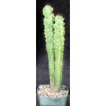 Cereus peruvianusmonstrose5-inch pots