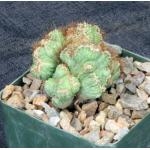 Cereus peruvianus (variegated crests) 4-inch pots