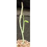 Ceropegia aristolochoides ssp. aristolochoides 5-inch pots