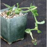 Ceropegia radicans ssp. radicans 4-inch pots