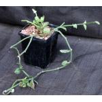 Ceropegia radicans ssp. radicans 5-inch pots
