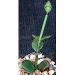 Ceropegia radicans ssp. smithii 2-inch pots