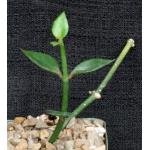 Ceropegia radicans ssp. smithii 4-inch pots