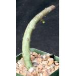 Ceropegia stapeliformis ssp. serpentina 4-inch pots