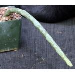 Ceropegia stapeliformis ssp. serpentina 4-inch pots