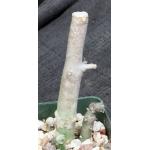 Ceropegia variegata 4-inch pots