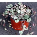 Ceropegia woodii 4-inch pots