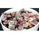 Ceropegia woodii (variegated) 4-inch pots