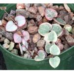 Ceropegia woodii (variegated) 3-inch pots
