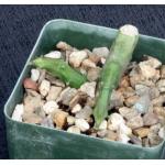 Ceropegia stapeliformis ssp. serpentina 4-inch pots