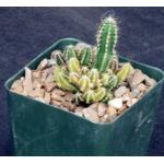 Cereus hildemannianus ssp. uruguayanus (variegate) 4-inch pots