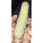 Chamaecereus luisramirezii 2-inch pots