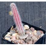 Chamaecereus luisramirezii 2-inch pots