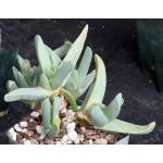 Cheiridopsis acuminata 4-inch pots