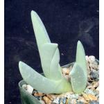 Cheiridopsis denticulata 4-inch pots