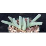Cheiridopsis denticulata 6-inch pots