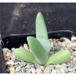 Cheiridopsis speciosa 2-inch pots