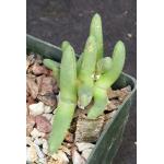 Cheiridopsis namaquensis (scabra) 3-inch pots