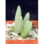 Cheiridopsis speciosa 3-inch pots