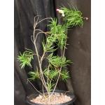 Chilopsis linearis cv Burgundy 2-gallon pots
