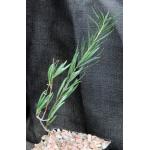 Chilopsis linearis 5-inch pots