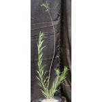 Chilopsis linearis one-gallon pots