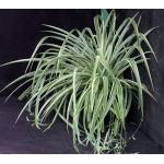 Chlorophytum comosum cv 'Variegatum' 6-inch pots