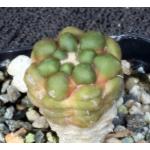 Cintia knizei 2-inch pots