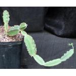 Cissus cactiformis (WY 1203) one-gallon pots