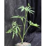 Cissus quadrangularis var. quadrangularis (WY 1177) 5-inch pots