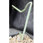 Cissus adeyana 5-inch pots