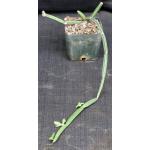 Cissus albiporcata 5-inch pots