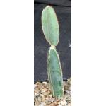 Cissus cactiformis (WY 1119) 5-inch pots