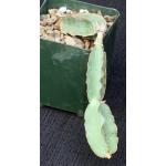 Cissus cactiformis (WY 1203) 4-inch pots