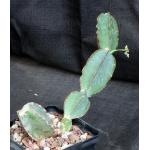 Cissus cactiformis (WY 1203) 5-inch pots