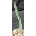Cissus hamaderoensis (WY 1098) 4-inch pots