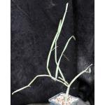 Cissus hamaderoensis (WY 1098) 5-inch pots