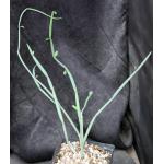 Cissus hamaderoensis (WY 1098) one-gallon pots