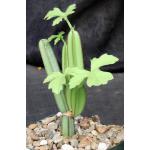 Cissus quadrangularis var. aculeatangula (WY 1101) 5-inch pots