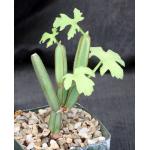 Cissus quadrangularis var. aculeatangula (WY 1101) 5-inch pots