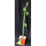 Cissus quadrangularis var. aculeatangula (WY 1173) 4-inch pots