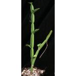 Cissus quadrangularis var. pubescens (Voi, Kenya) 5-inch pots