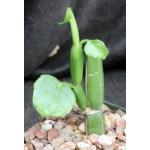 Cissus quadrangularis var. quadrangularis (WY 1151) 4-inch pots