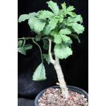 Cyphostemma quinatum one-gallon pots